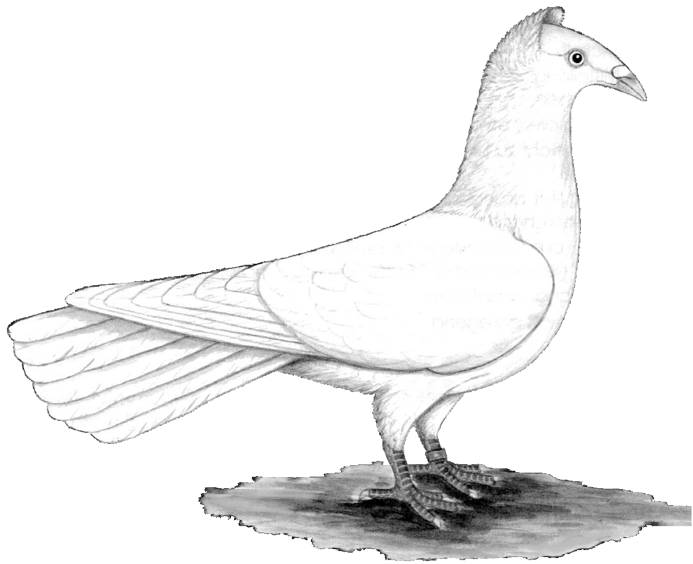 Musterbild transparent